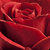 Rdeča - Mini - pritlikave vrtnice - Top Hit